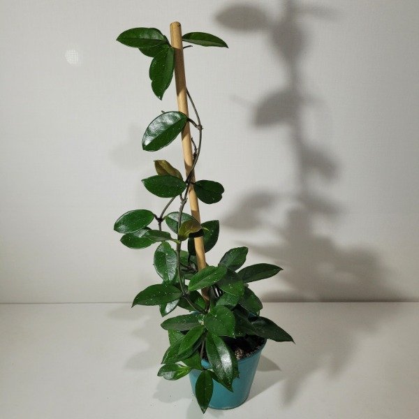 Producto - Hoya carnosa