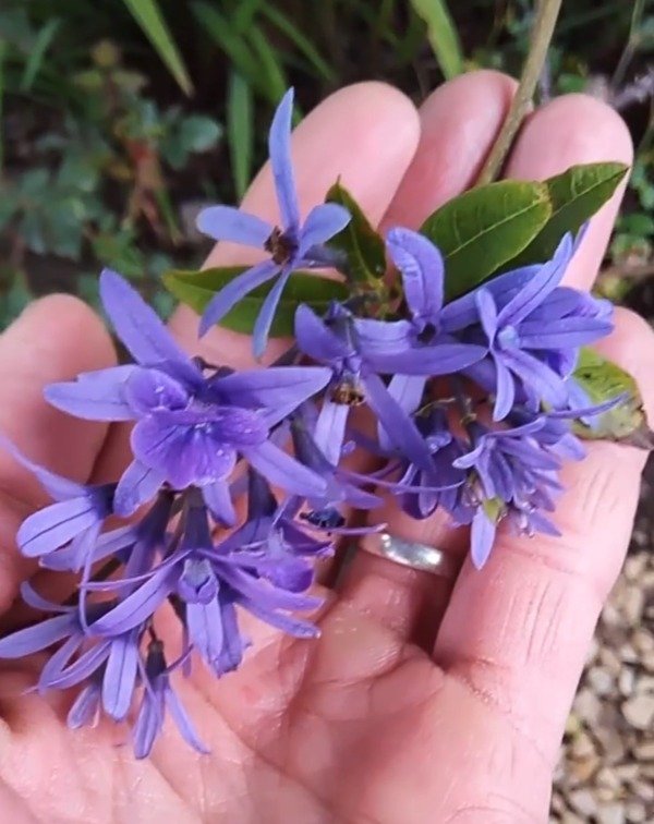 Producto - Petrea - 0