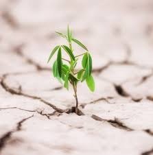 Producto - TUTOR DE RESILIENCIA Curso Completo