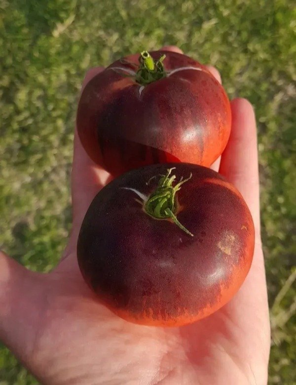Producto - 15 Semillas de Tomate Blue Beauty