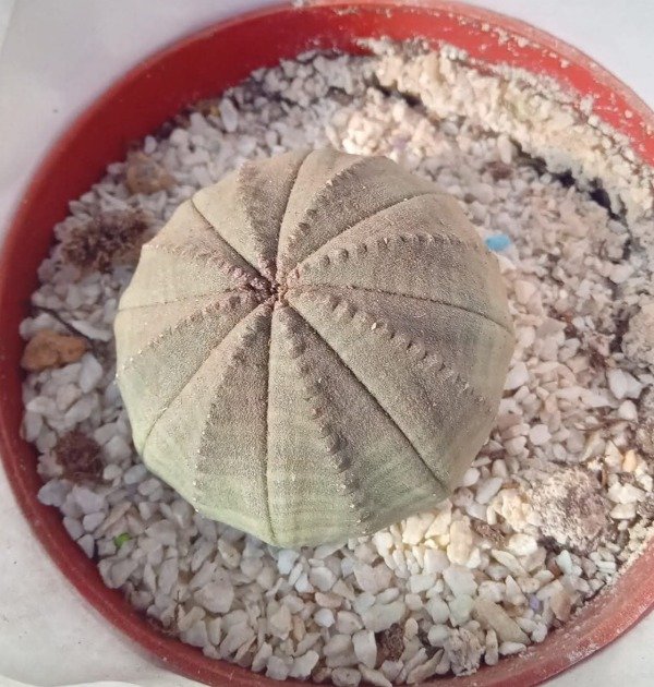 Producto - Euphorbia obesa