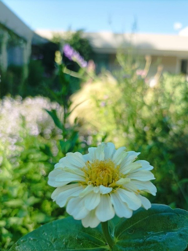 Producto - ZINNIA PALE