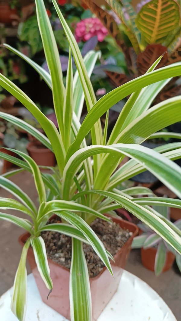 Producto - Lazo de amor o Mala madre