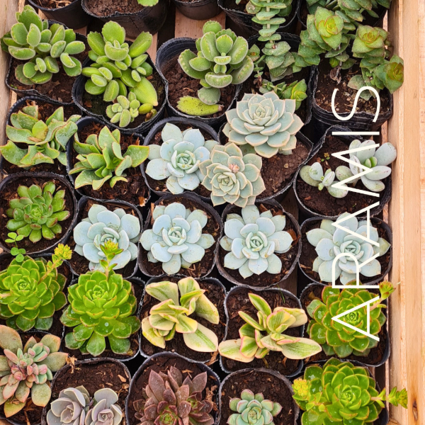 Producto - Suculentas x28
