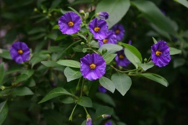 Producto - Planta Botón azul - 1