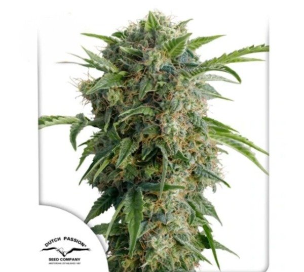 Producto - Auto Daiquiri Lime