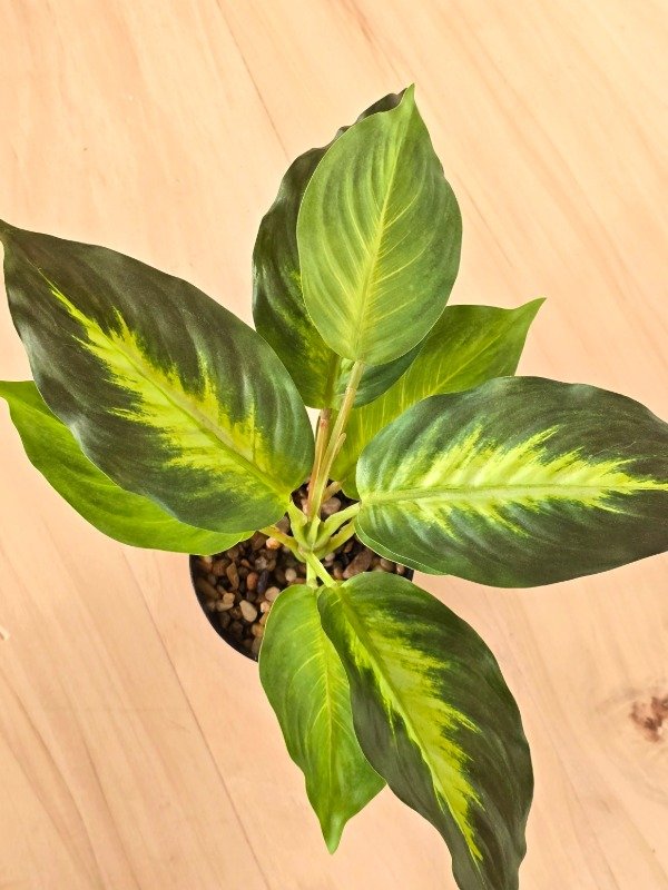 Producto - Planta deco Costa Rica - 1