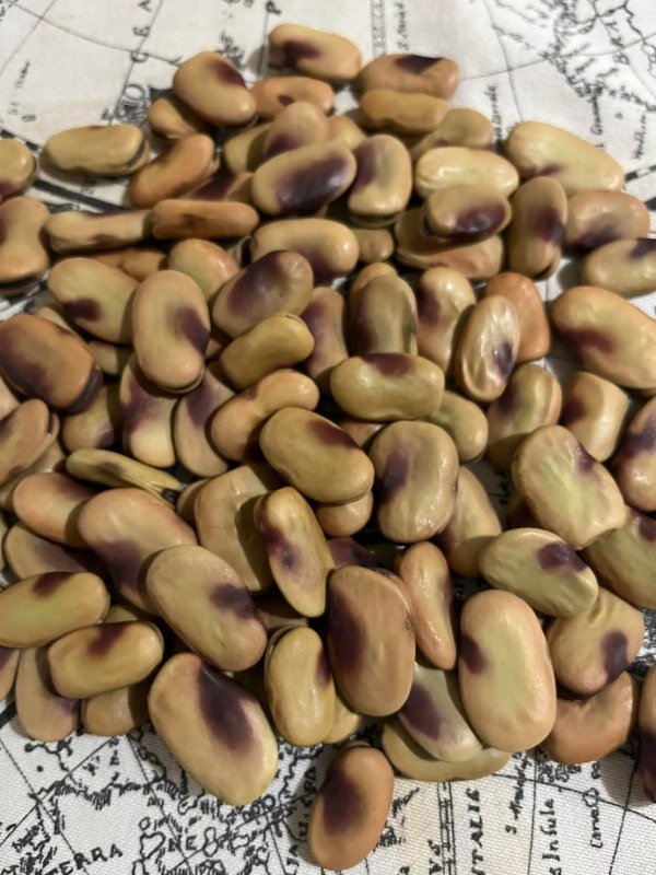 Producto - SEMILLAS DE HABAS LUNA NATIVAS VARIEDAD HEIRLOOM ANCESTRAL