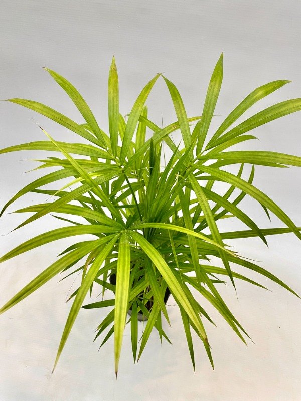 Producto - Palmito n12