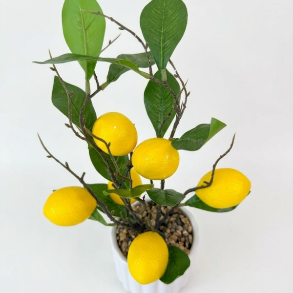 Producto - Limonero Citrus - 35cm - 1