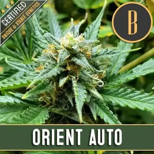 Producto - Orient Auto x 3 - Blinburn Seeds