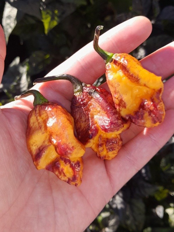 Producto - 10 Semillas de Ají Pockmark Orange - 0