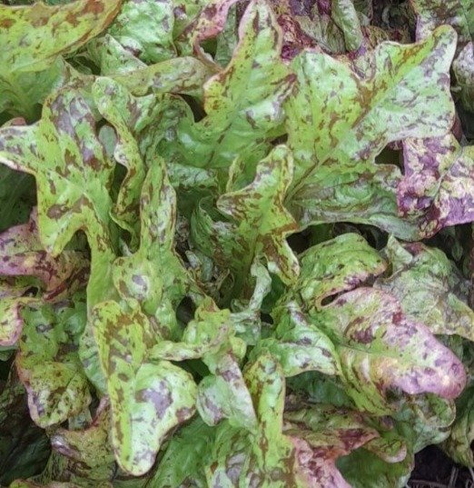 Producto - Lechuga Roble Pecosa