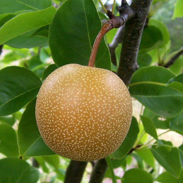 Producto - Pera asiática Hosiu