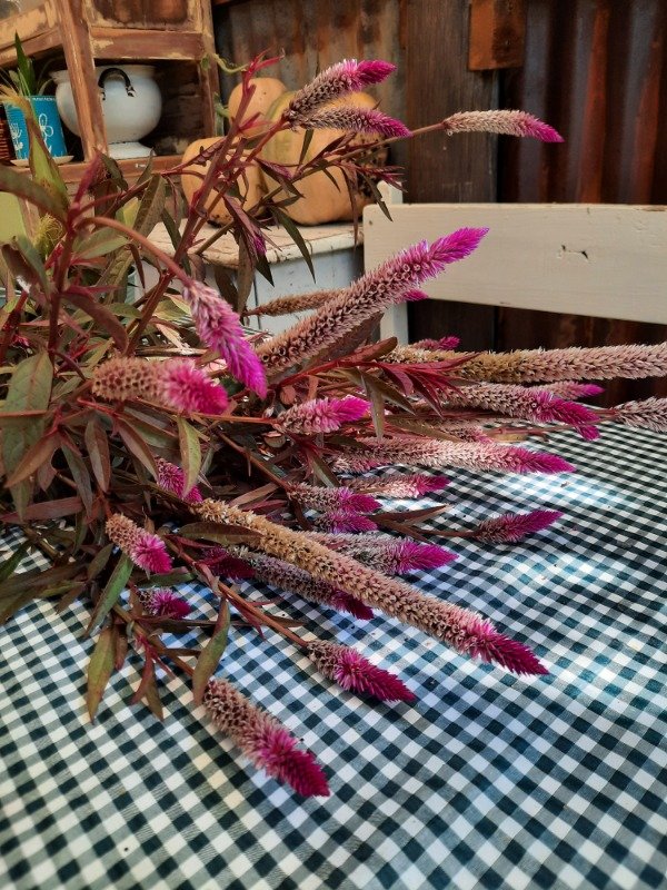 Producto - Celosia Spicata, Plumas de Flamenco