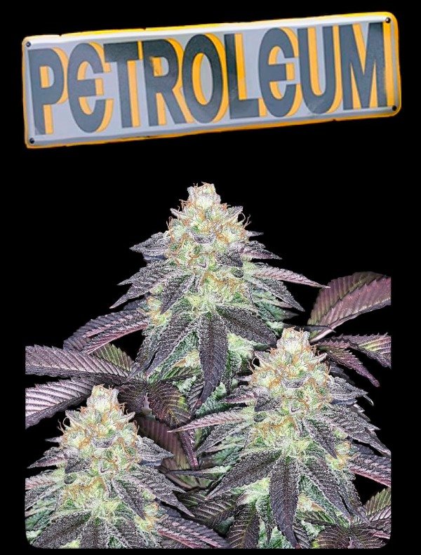 Producto - PETROLEUM X4