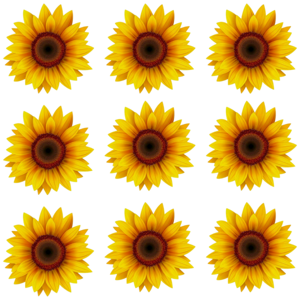 Producto - Flores comestibles girasoles pack x12un