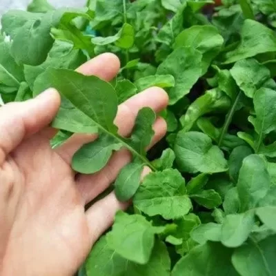 Producto - Rúcula
