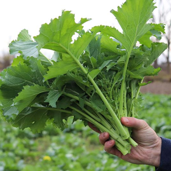 Producto - Semillas de Brócoli Italiano / Grelo / Brócoli Raab