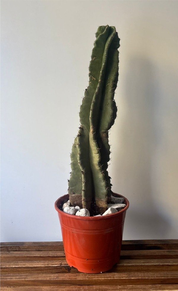 Producto - Cactus columnar