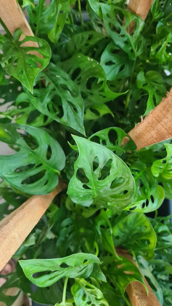 Producto - Philodendron Peruviano - Adansonni