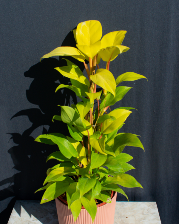 Producto - Philodendro Lemon tutor