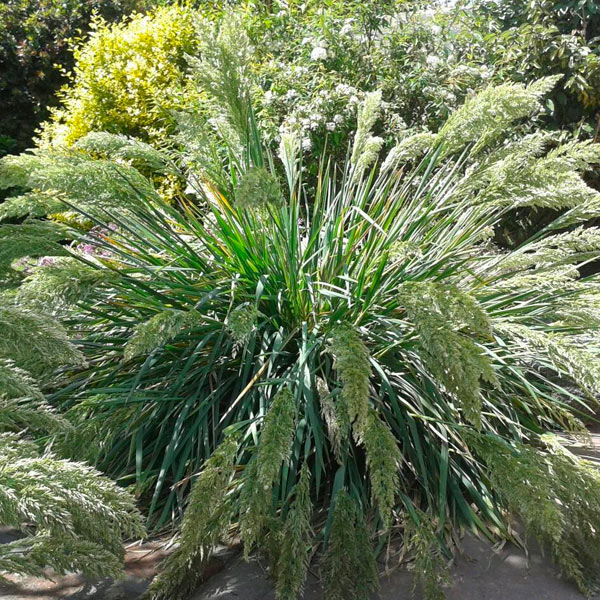 Producto - Poa iridifolia 1,5 L