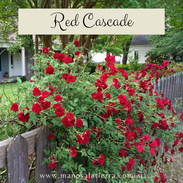 Producto - Rosal Red Cascade