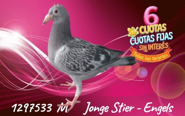 Producto - 1297533 M Jonge Stier