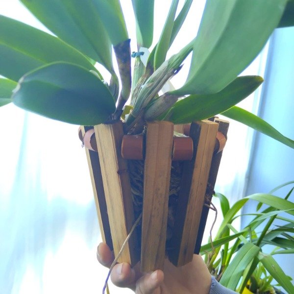 Producto - BLC Pastoral Inocence - 2