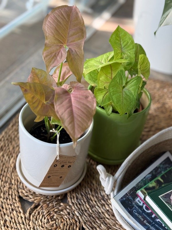 Producto - Syngonium Rosa/Alusion