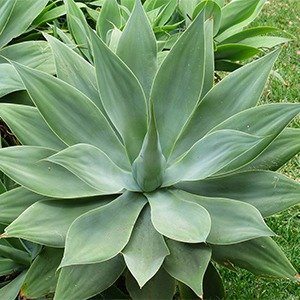 Producto - Agave attenuata