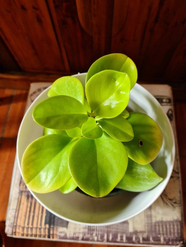 Producto - Peperomia lemon