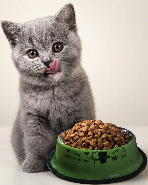 Producto - Comedero para gatos base 15 cm - 0