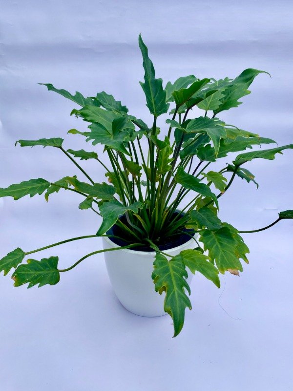 Producto - Philodendron xanadú en maceta de 3 LT + Maceta Nórdica esmaltada N22