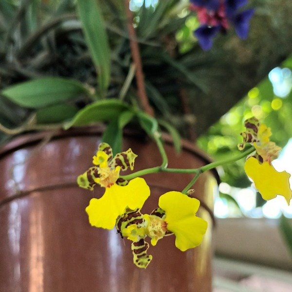 Producto - Oncidium Patito Orquídea - 4