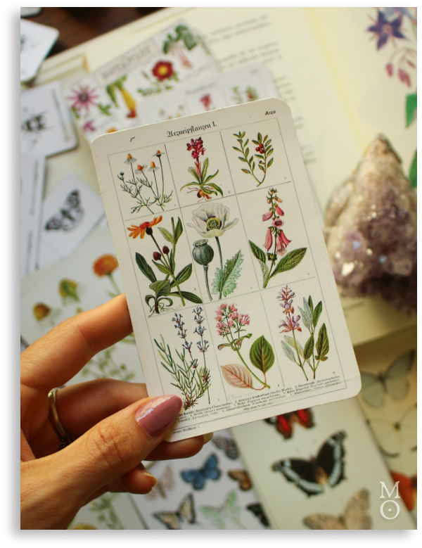 Producto - Imán Botánico - cuadro de flores