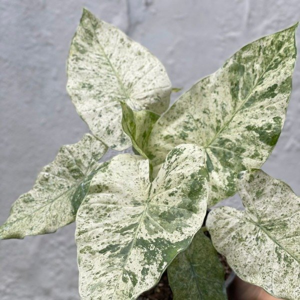 Producto - Alocasia Batik