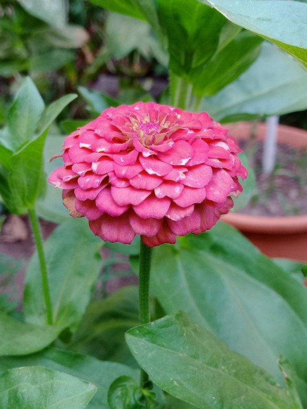 Producto - Semillas de Zinnias Mix - 2