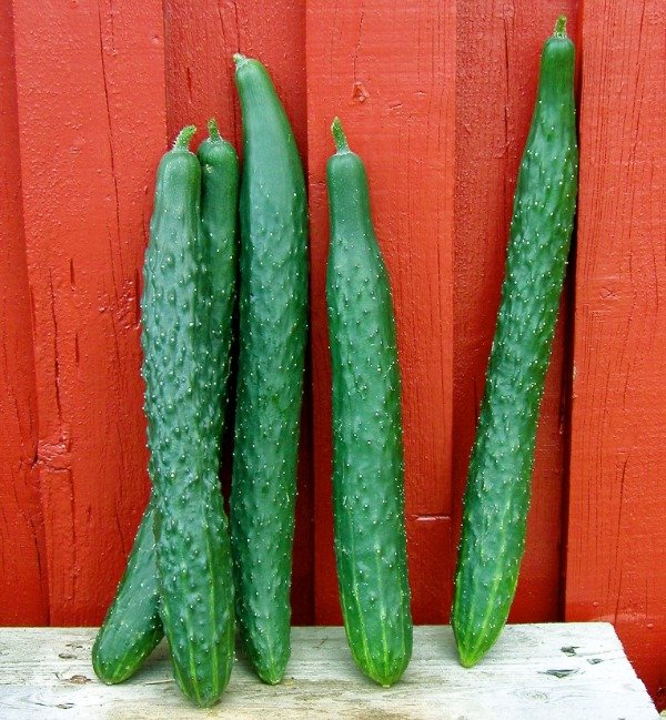 Producto - SEMILLAS DE PEPINO GIGANTE SUYO LONG