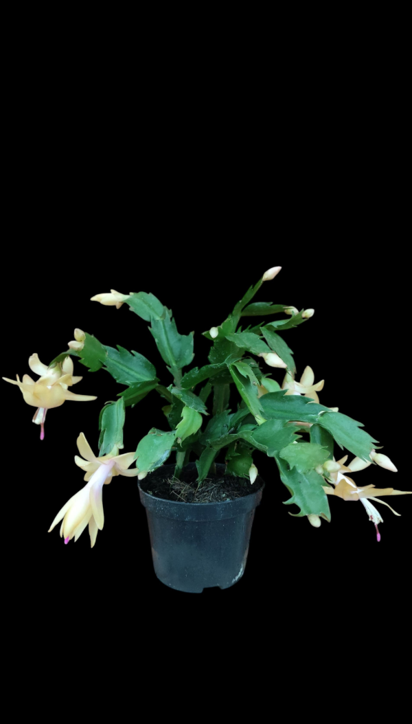 Producto - Flor de Mayo - Santa Teresita Amarilla