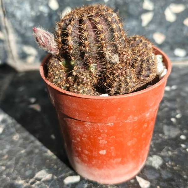 Producto - Lovibia Black