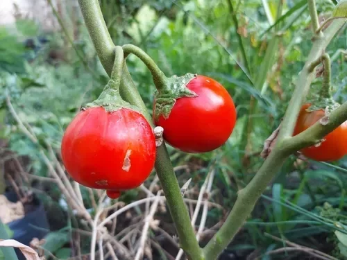 Producto - Berenjena Roja Turca