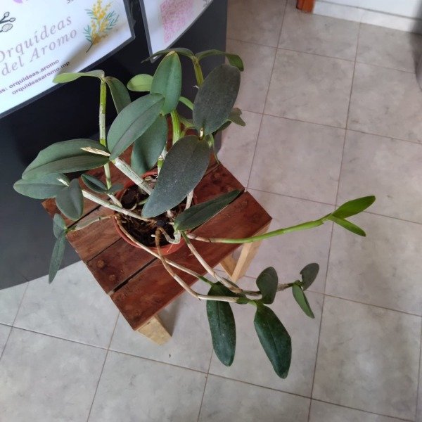 Producto - Cattleya Loddigesii - 1