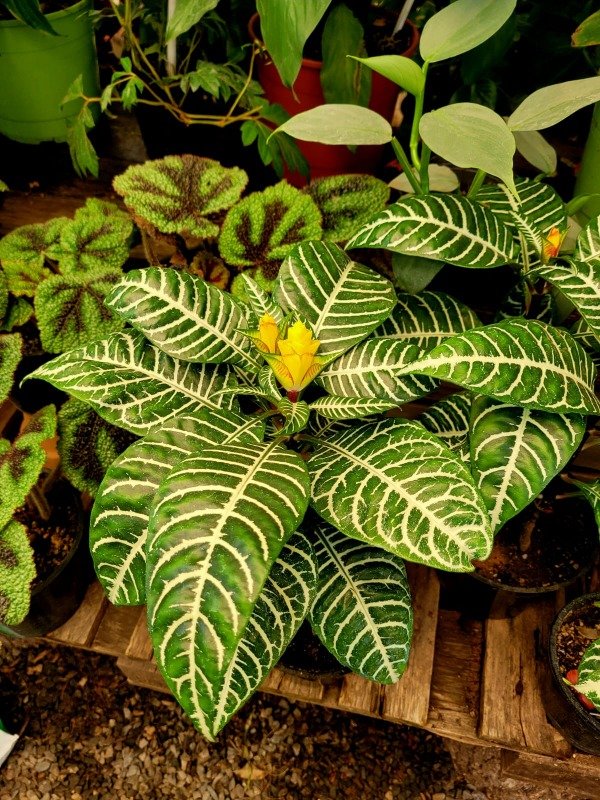 Producto - Aphelandra Squarrosa (chica)