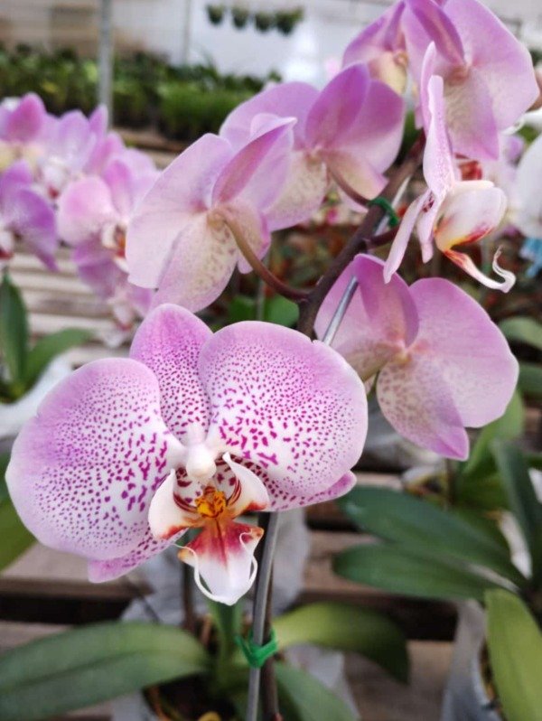 Producto - Phalaenopsis Orquídea - 4