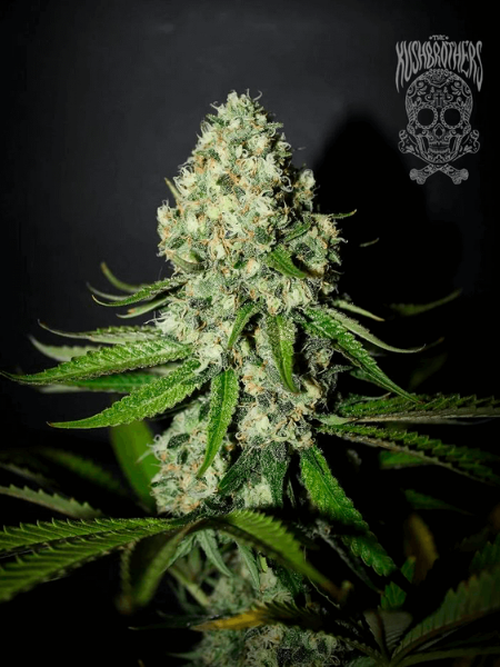 Producto - Papaya OG x3 - Kush Brothers