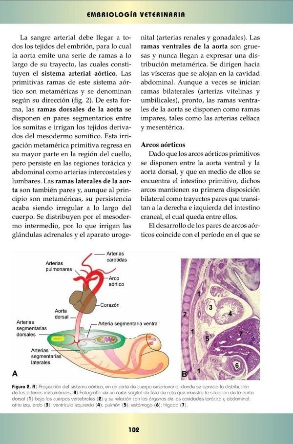 Producto - Gil Cano: Embriología Veterinaria - 2