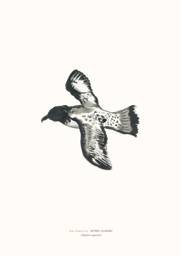 Producto - Petrel Damero