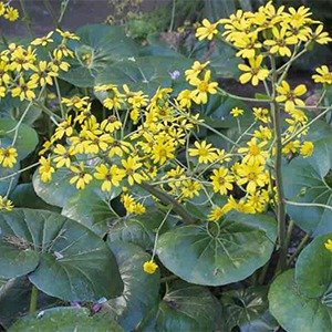 Producto - Farfugium japonicum (Boina de Vasco)